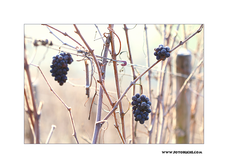 Winter Wein Berg #4