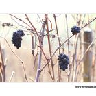 Winter Wein Berg #4