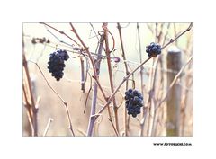 Winter Wein Berg #4