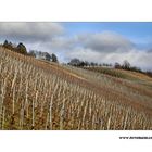 Winter Wein Berg