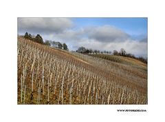 Winter Wein Berg