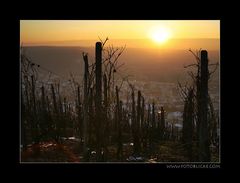 Winter - Wein - Sonne