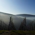 Winter-Weinberg-Landschaft