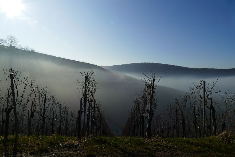 Winter-Weinberg-Landschaft