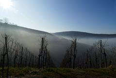 Winter-Weinberg-Landschaft