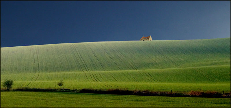 winter wheat