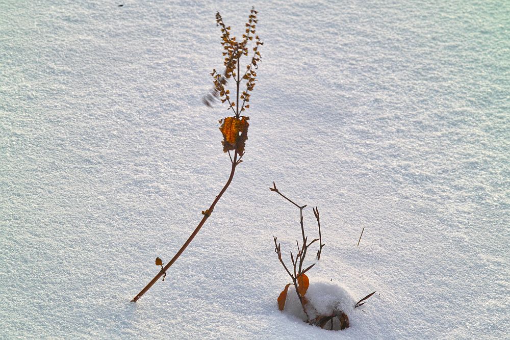 Winter Wind