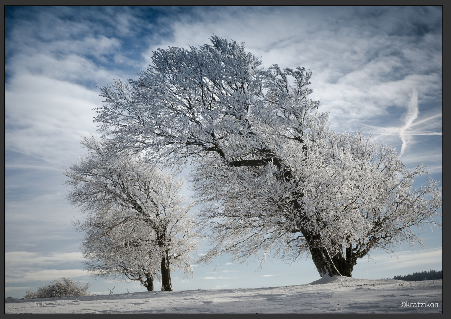 Winter-Wind-Buchen in Farbe