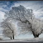 Winter-Wind-Buchen in Farbe