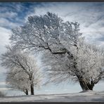 Winter-Wind-Buchen in Farbe