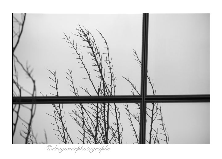 Winter Windows 