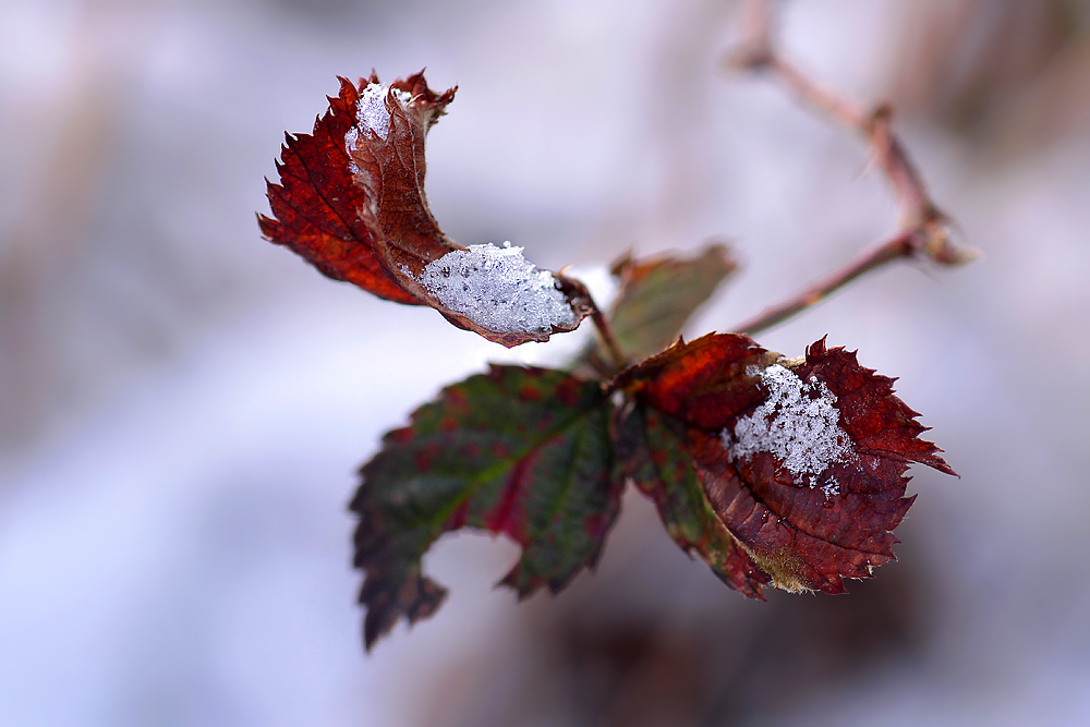 * winter wings *