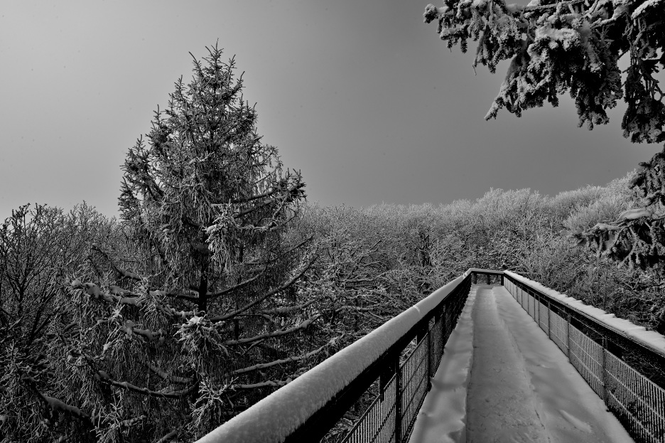 Winter-Wipfel-Wanderung