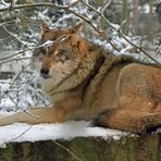 Winter-Wolf