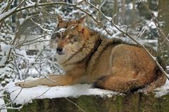 Winter-Wolf