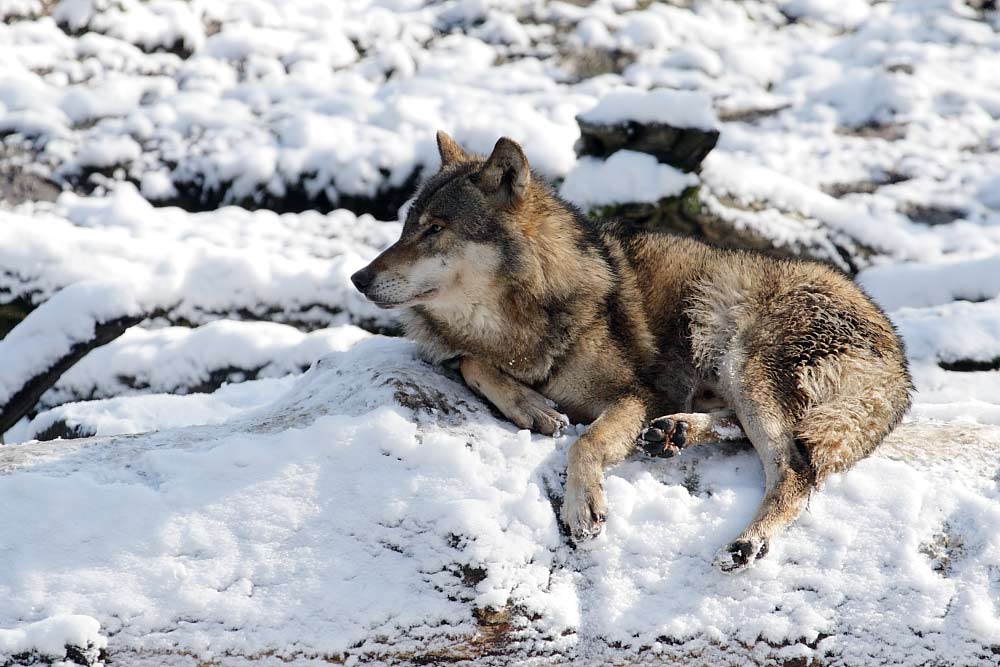 Winter wolf