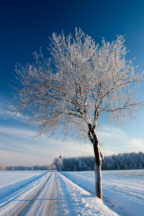 Winter Wonder Land I