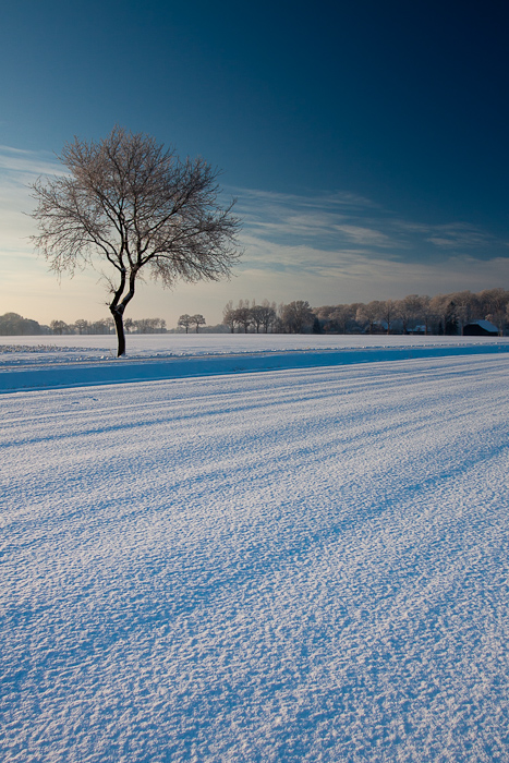 Winter Wonder Land V