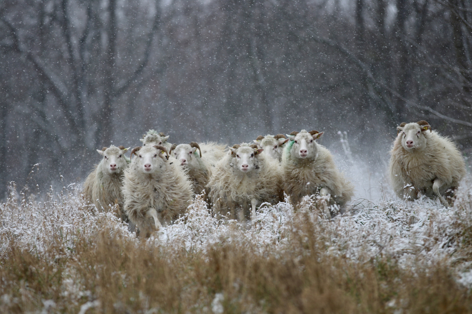 winter wonder sheep world