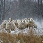 winter wonder sheep world