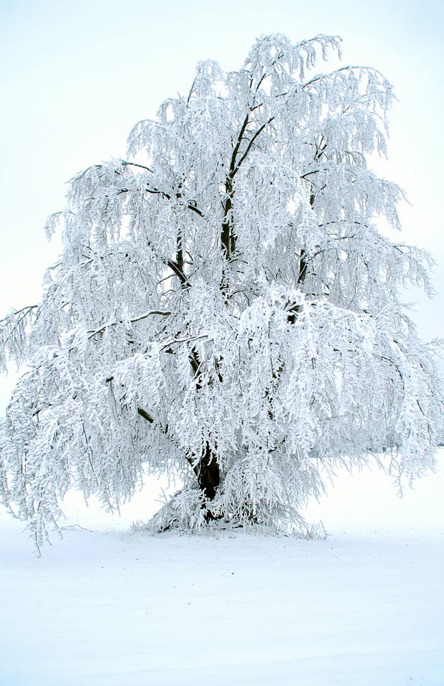 winter wonder tree