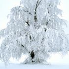 winter wonder tree