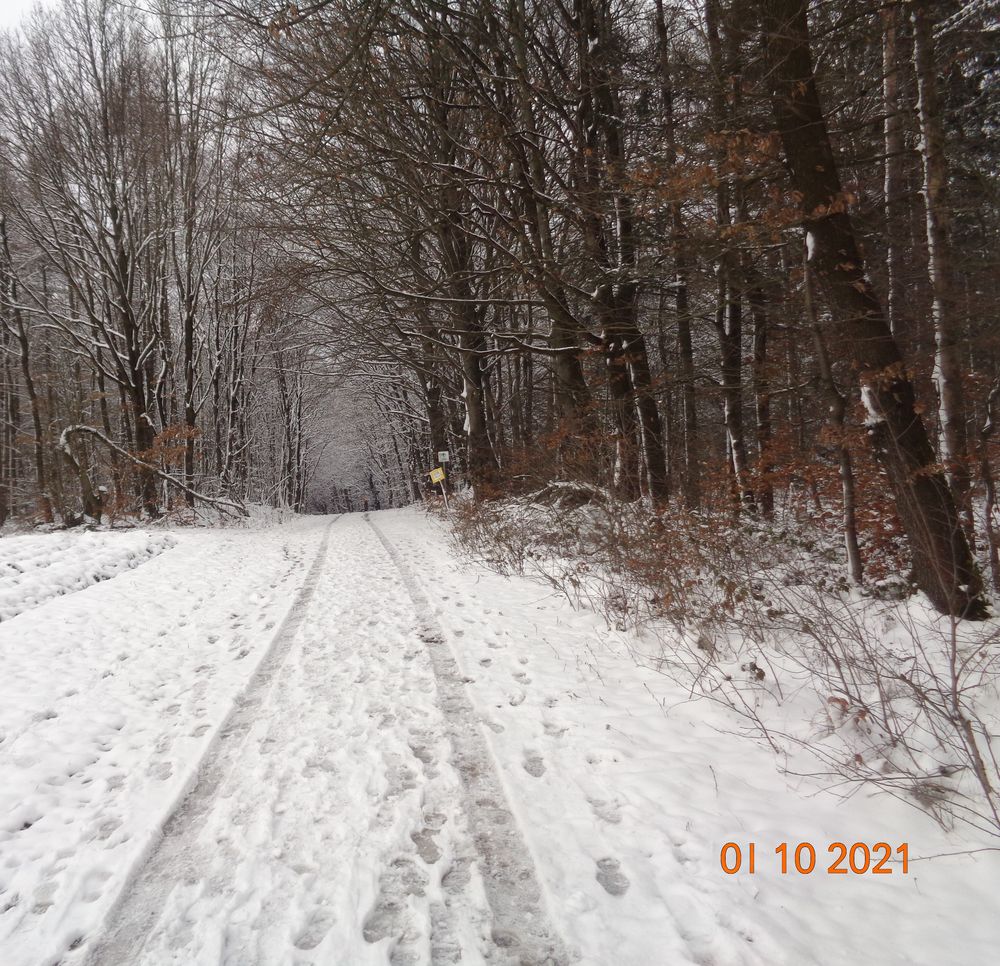 Winter Wonder Wald 