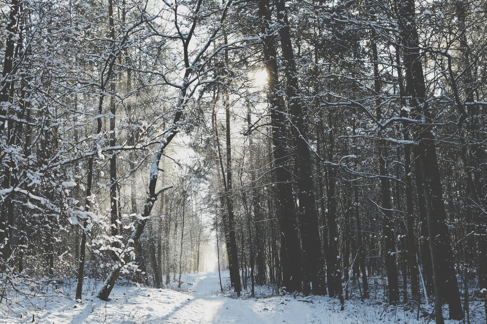 Winter Wonder Wald.