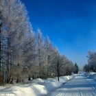 Winter Wonderland 