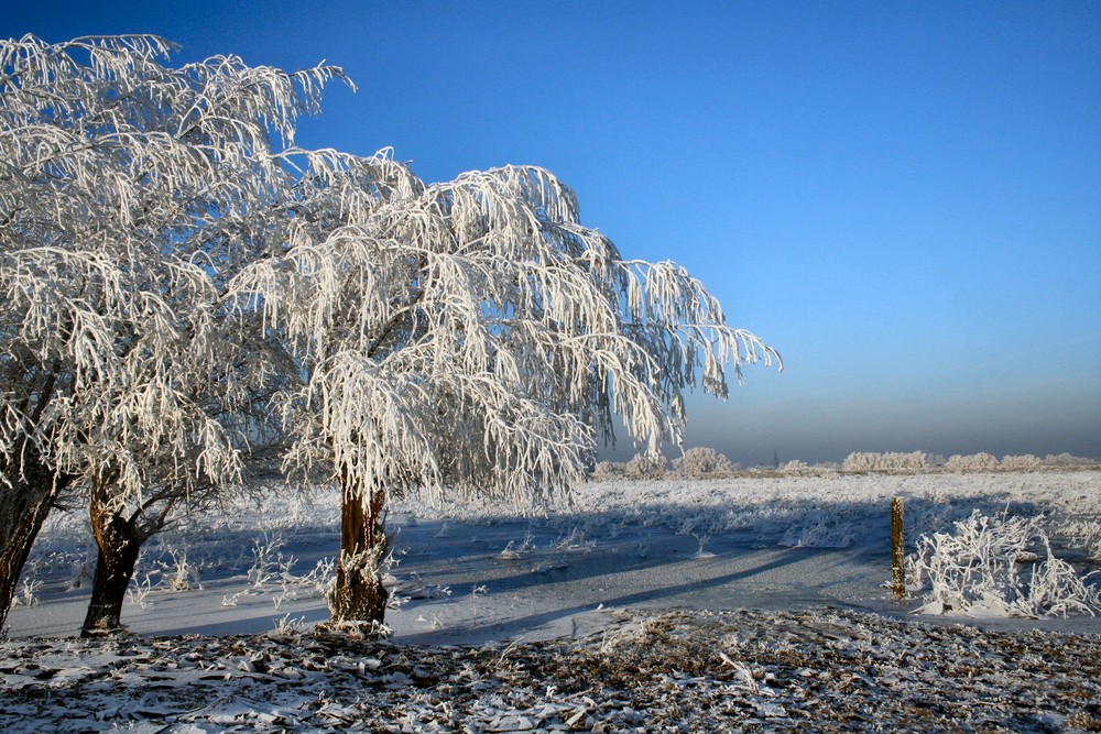 Winter Wonderland