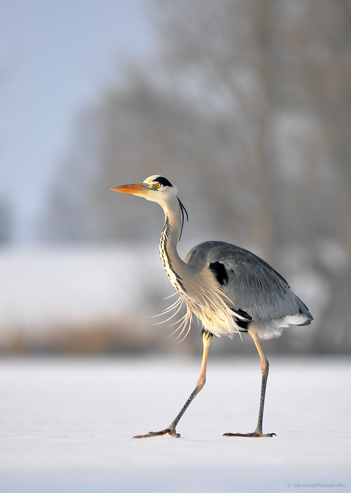 ~ Winter Wonderland ~