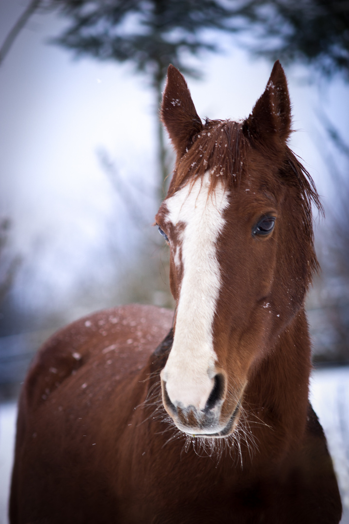 Winter wonderland