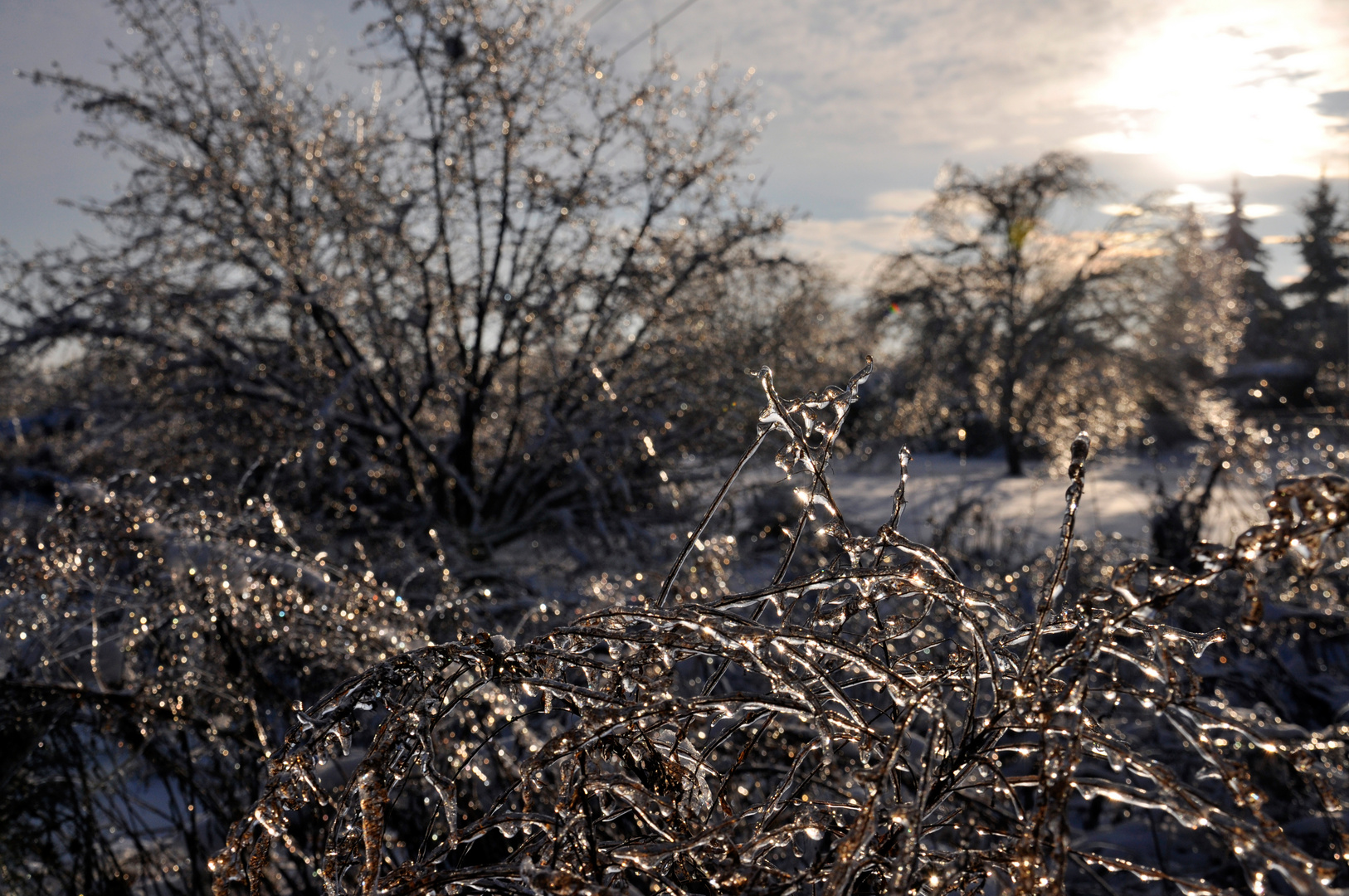 Winter Wonderland