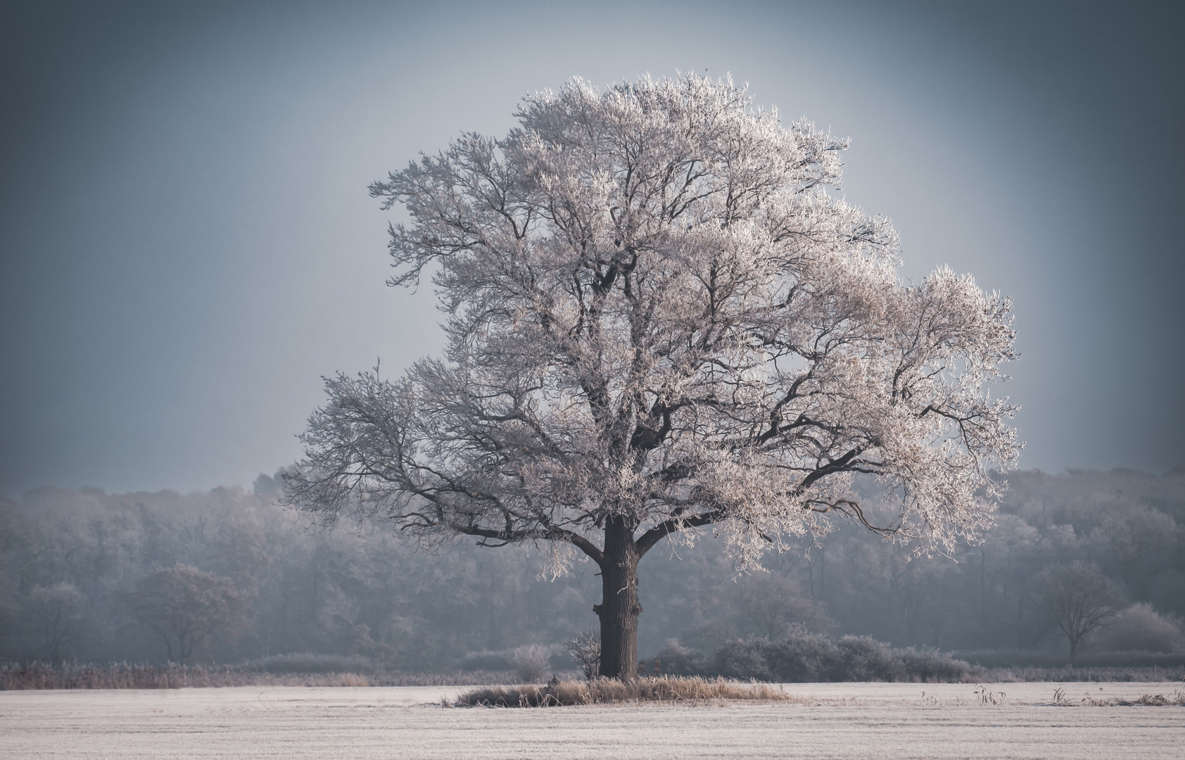 Winter Wonderland