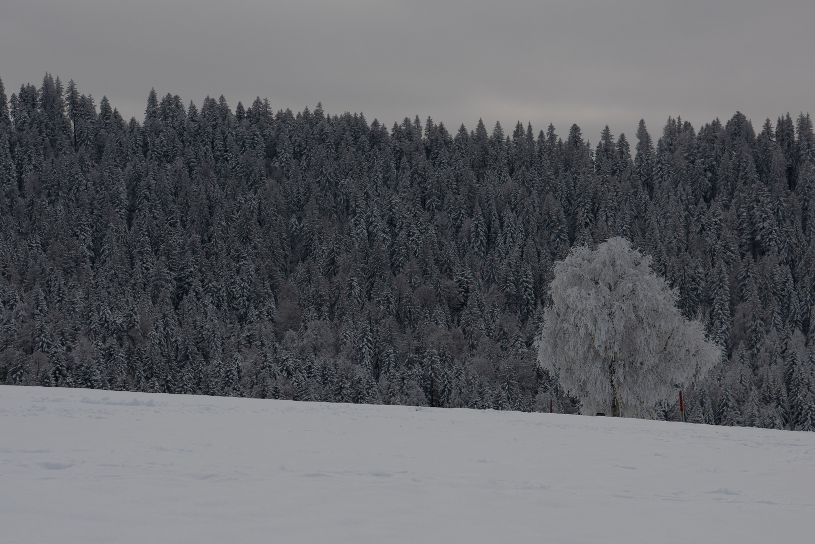 Winter Wonderland