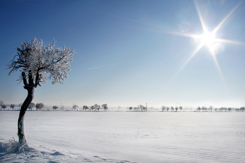 Winter Wonderland