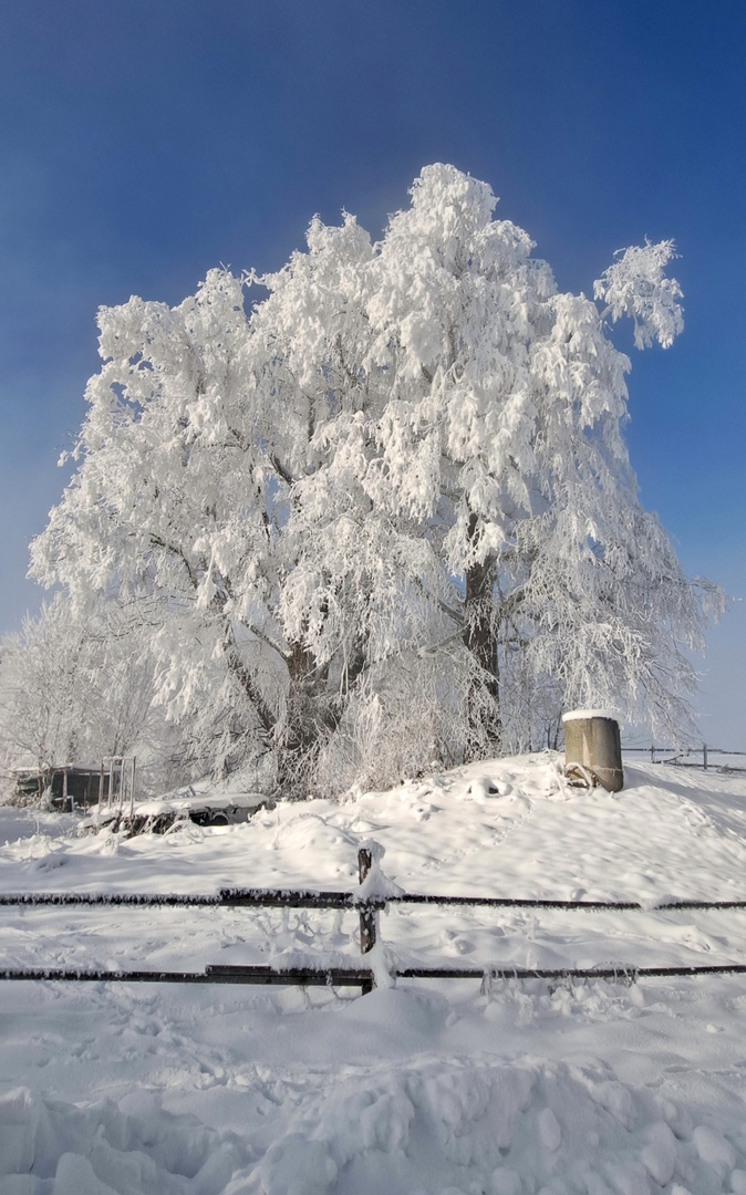 Winter Wonderland