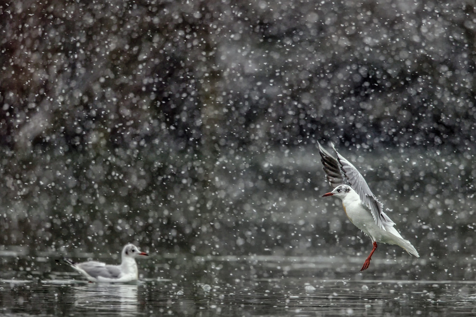 Winter Wonderland