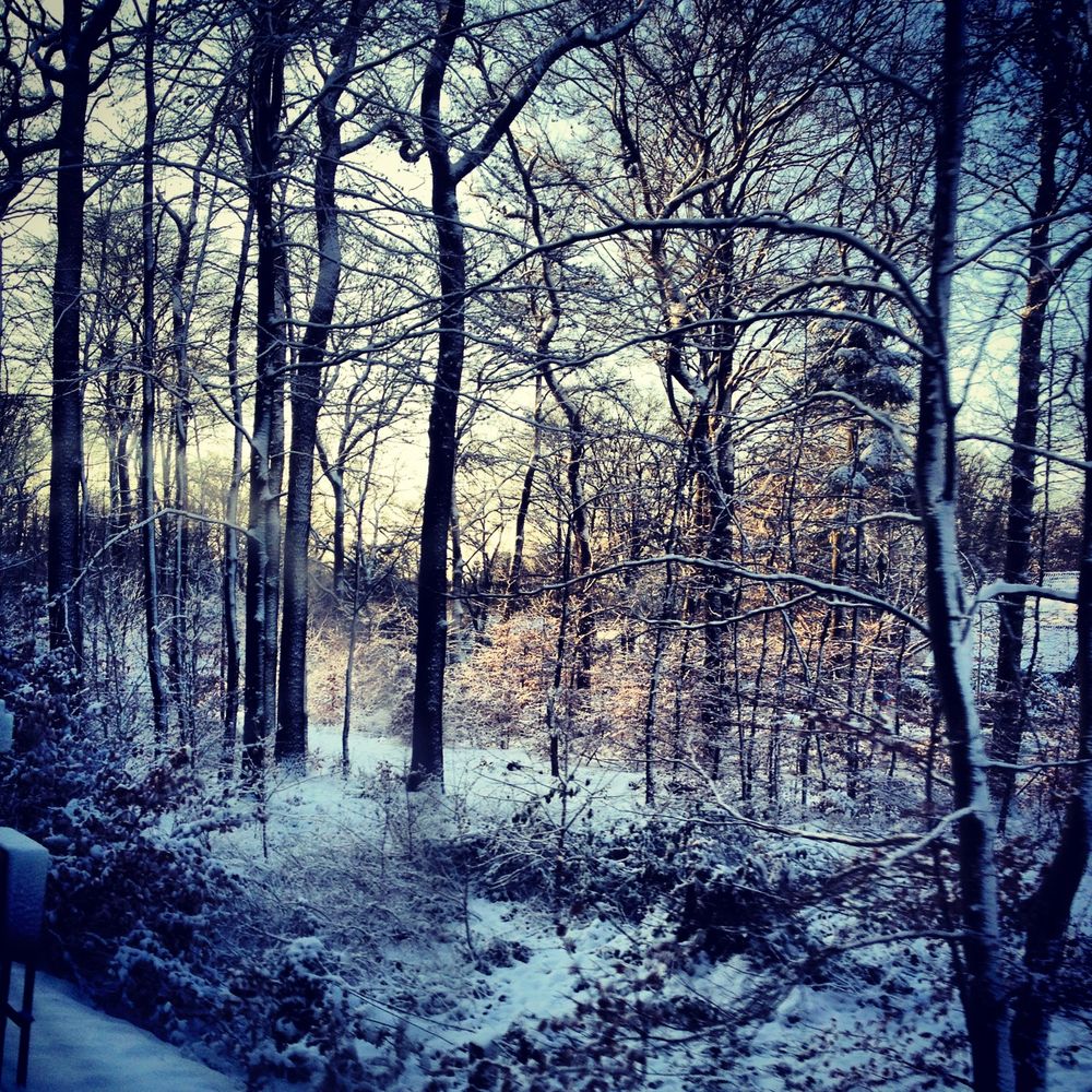 Winter Wonderland