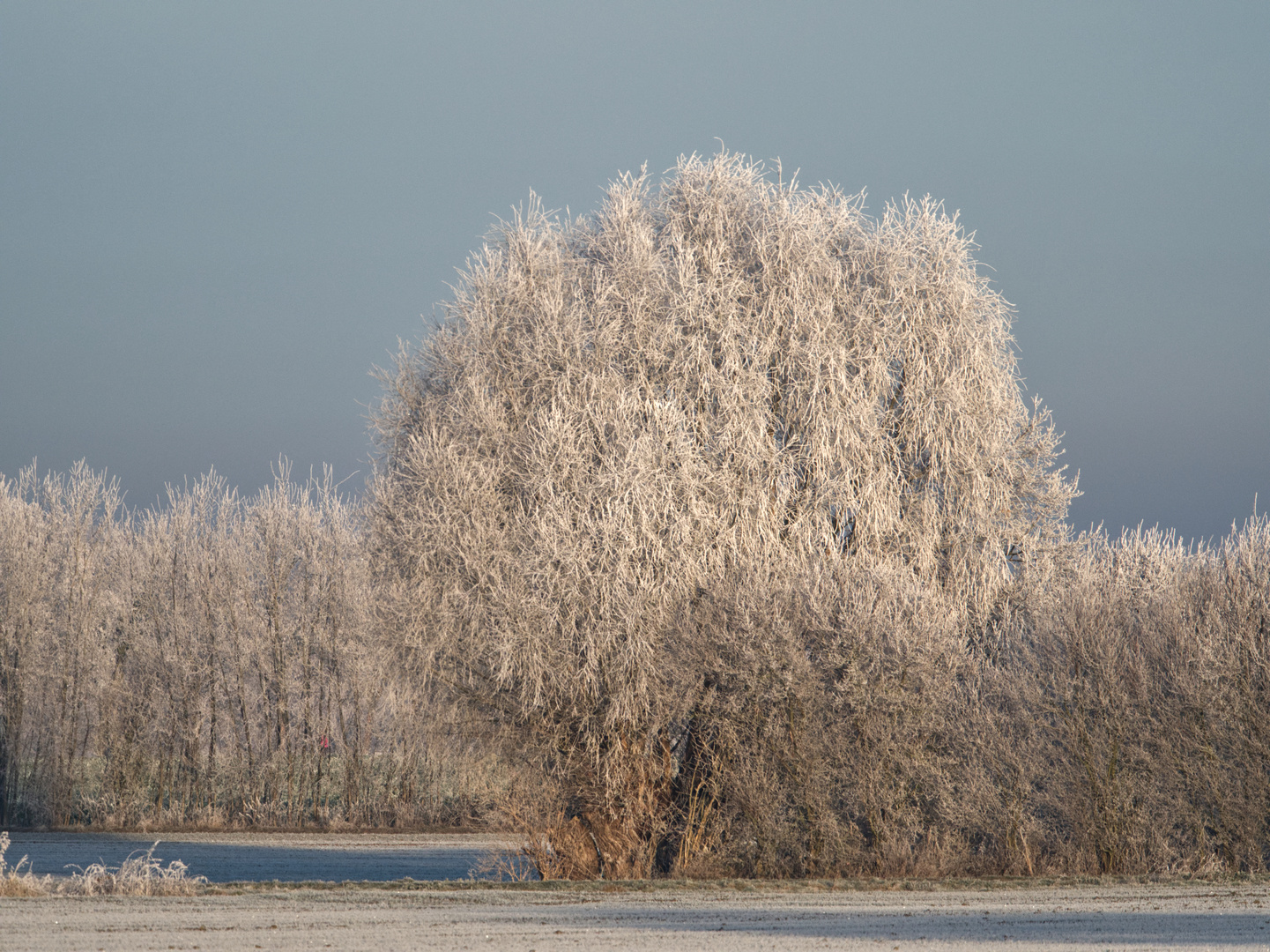 Winter Wonderland