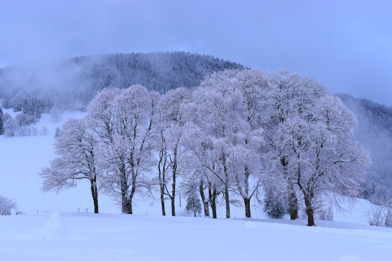 Winter wonderland