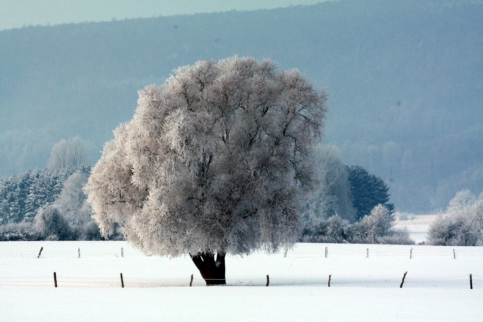 Winter Wonderland