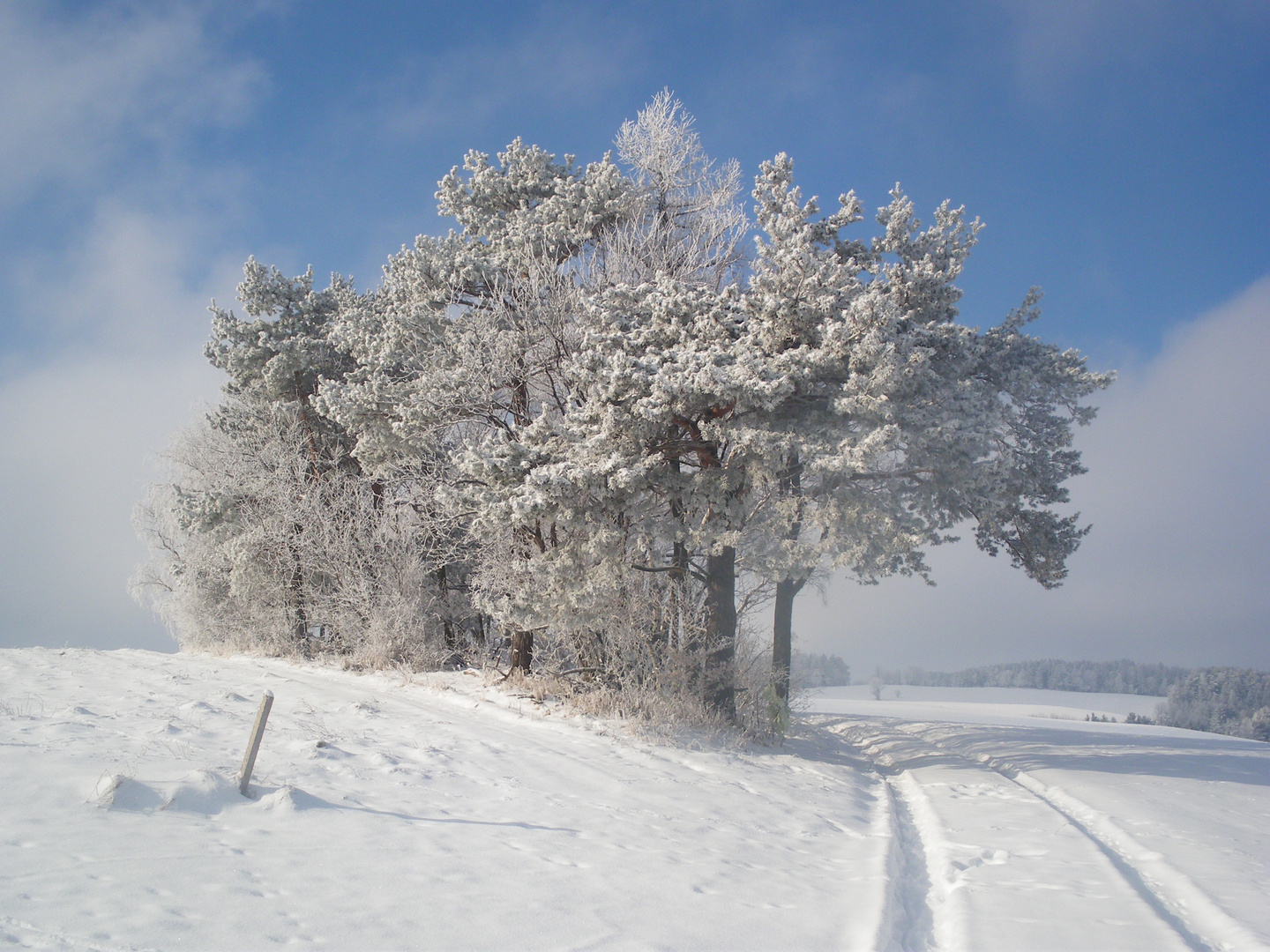 winter wonderland