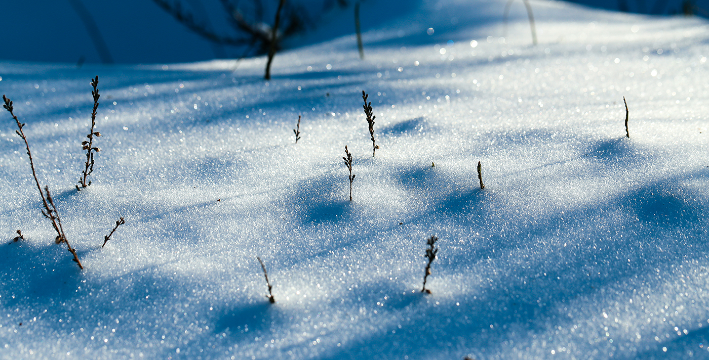 Winter Wonderland