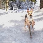 Winter Wonderland im Zillertal