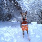 Winter Wonderland im Zillertal