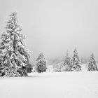 Winter Wonderland in B&W