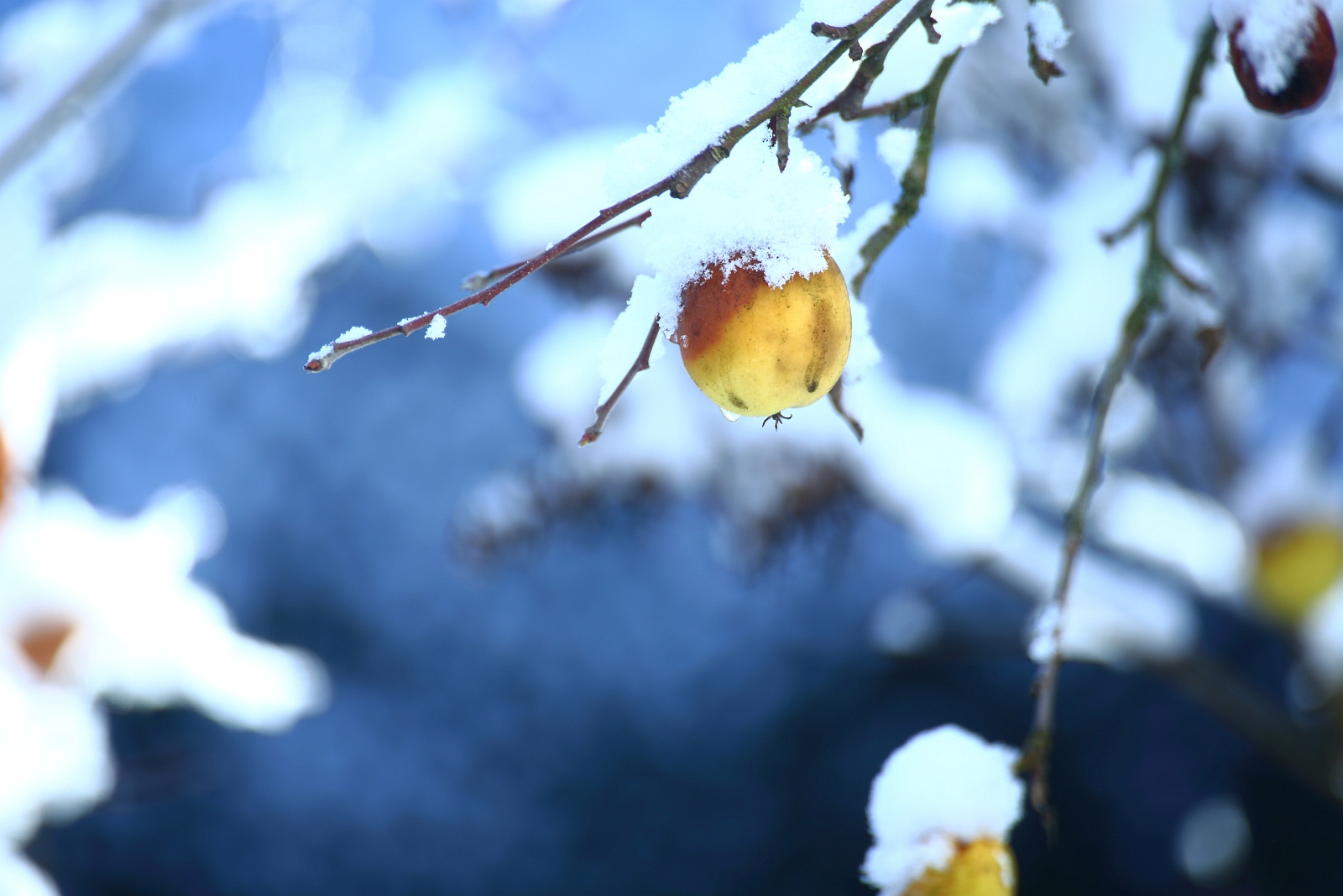 Winter-Wonderland mit Apfel