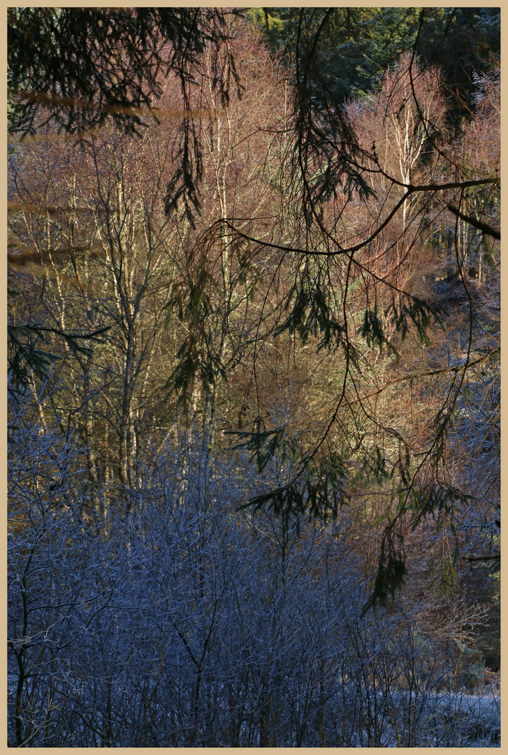 winter woodland at kielder 1b