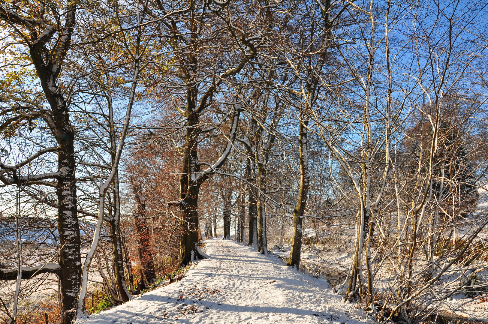 Winter Woodland Walk